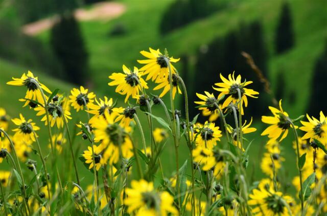 Wildflower closeups