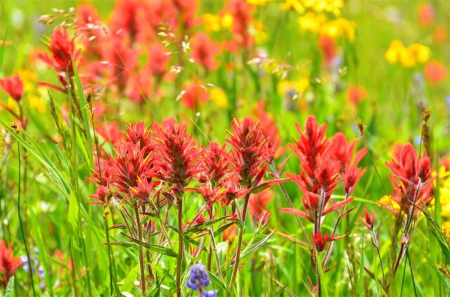 Ridge Route wildflowers (3)