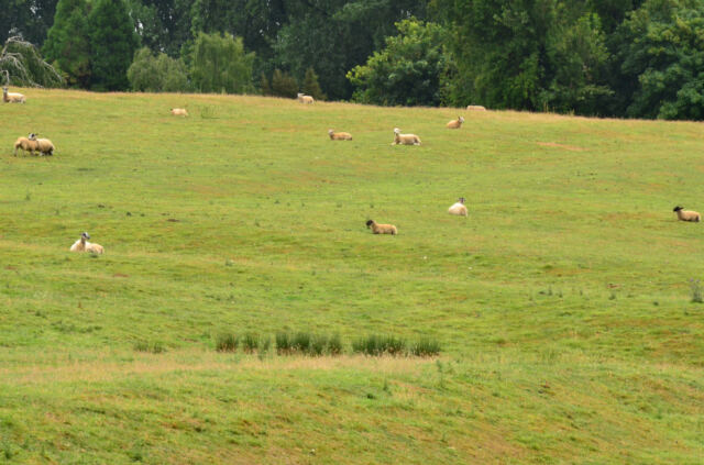 Chipping Campden sheep fields (05)