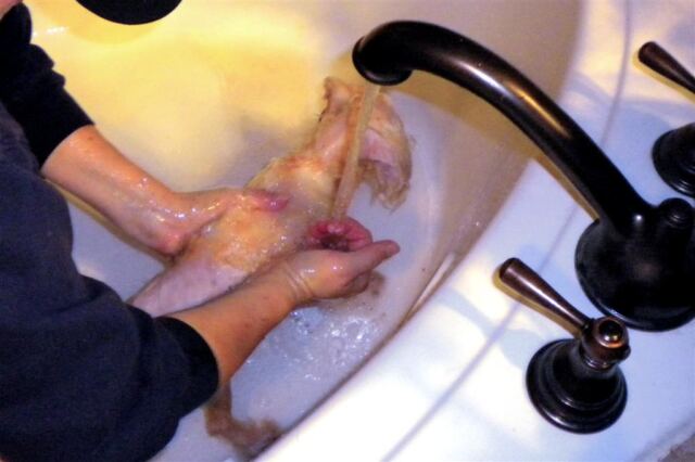 coy-v-skunk-bath-1