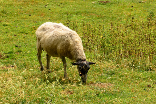 Sheep! (1)