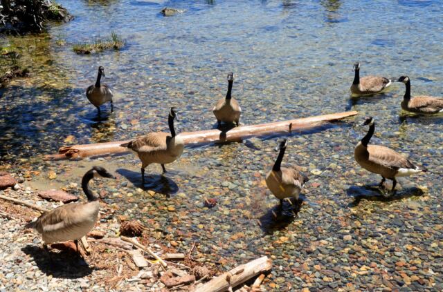 Goose Feeding - Fallen Leaf Lake 03