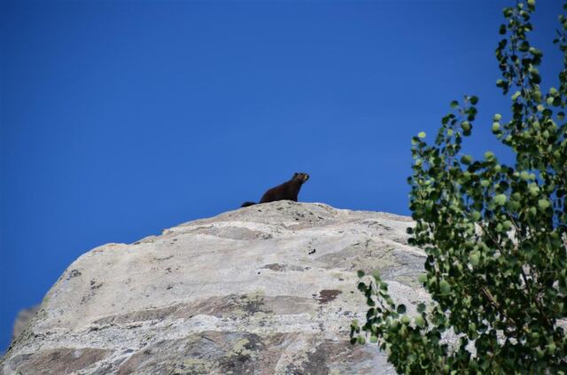 Marmot!