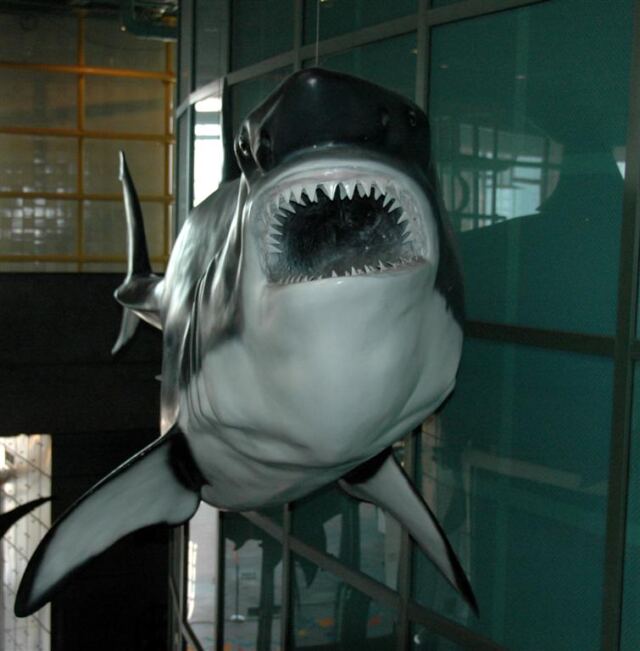 Great White display