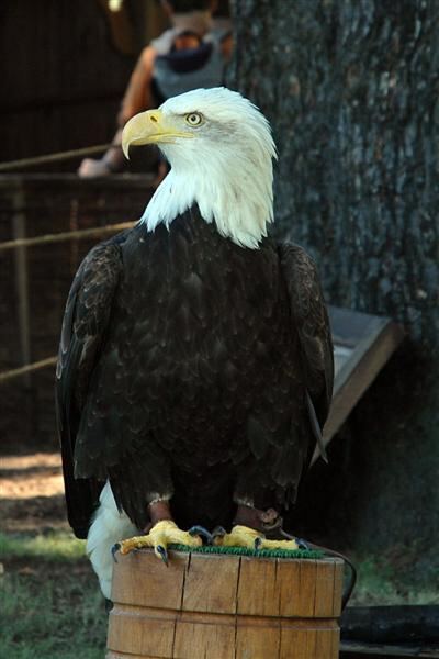Bald Eagle (2)