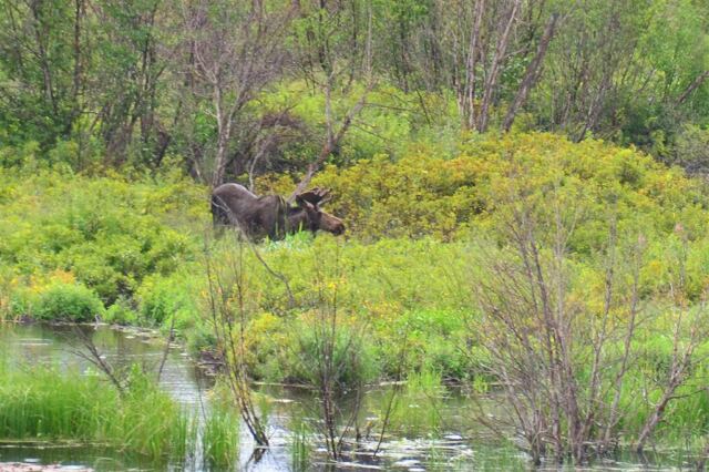 Moose (4)