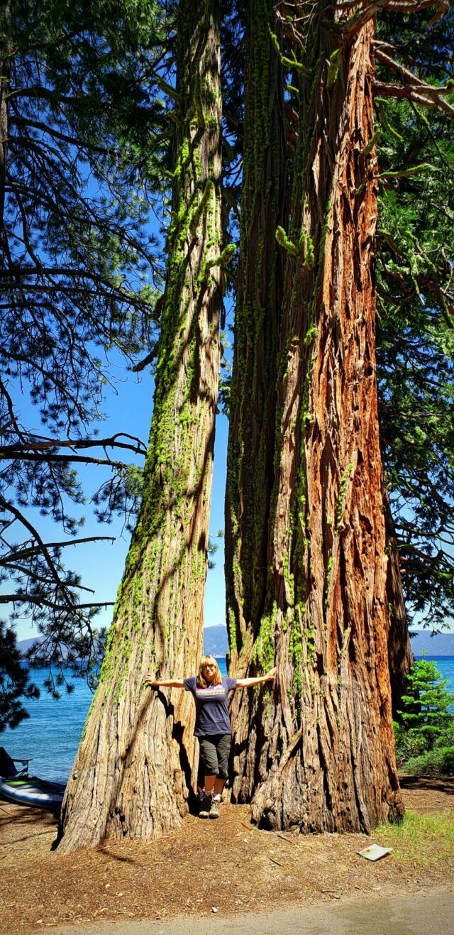 Little Kathy - Big Trees