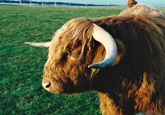 Highland Cattle - Broadway Tower (1)