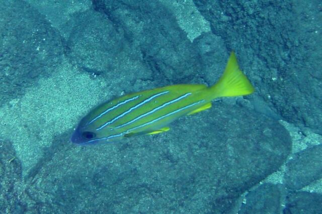Striped fish
