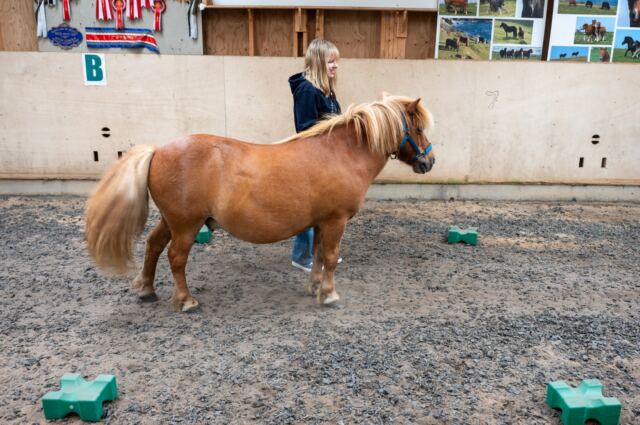 The Shetland Pony Experience 63