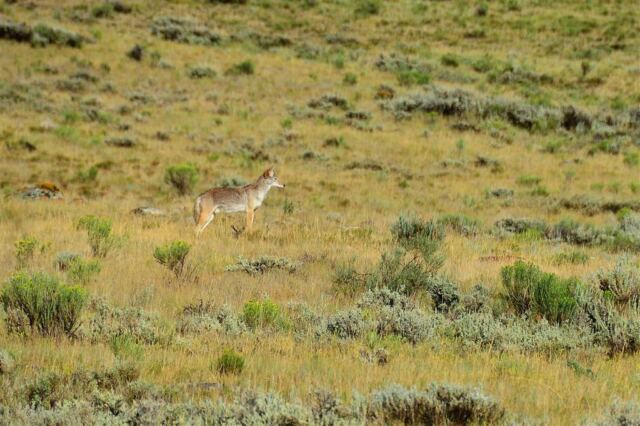 Coyote in National Elk Preserve (4)