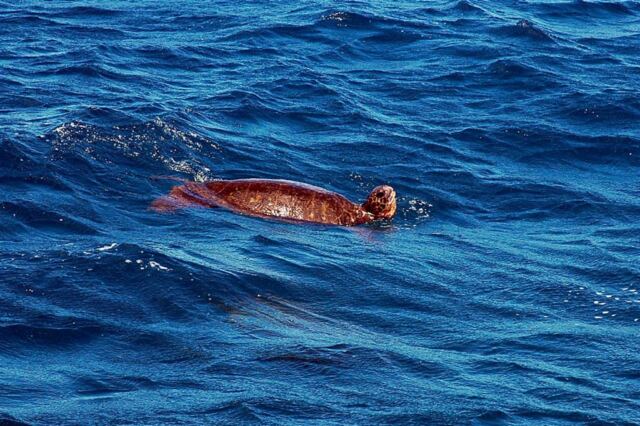 Sea turtle