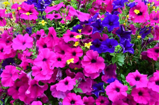 Colorful flowers (3)