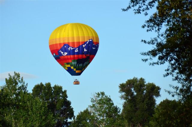 Moose balloon (2)