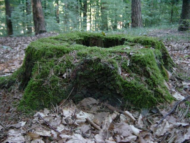 moss-covered-stump-2