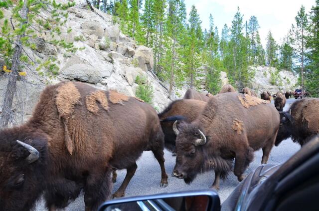 Bison Encounter (2)