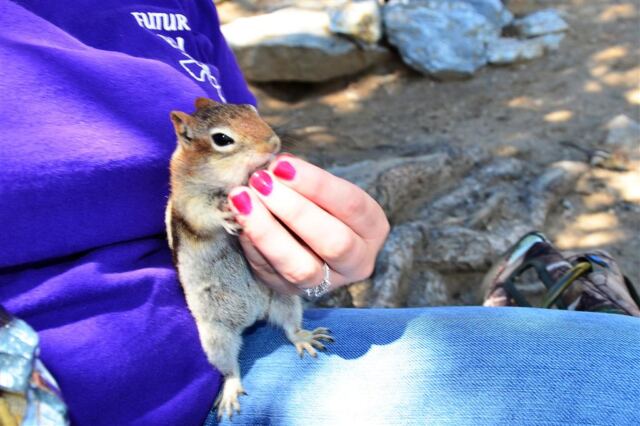 Handfeeding chipmunks