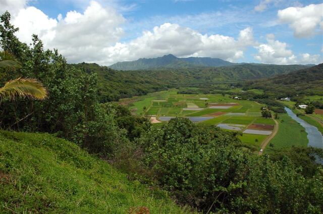 Hanalei Valley (5)