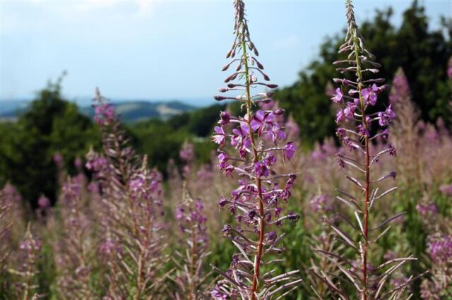 Wildflowers atop the Malvern Hills (4)