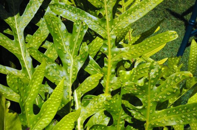 Dottage foliage (2)