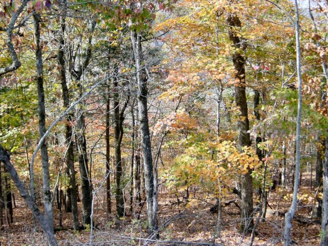 hillside-and-leaves-2-