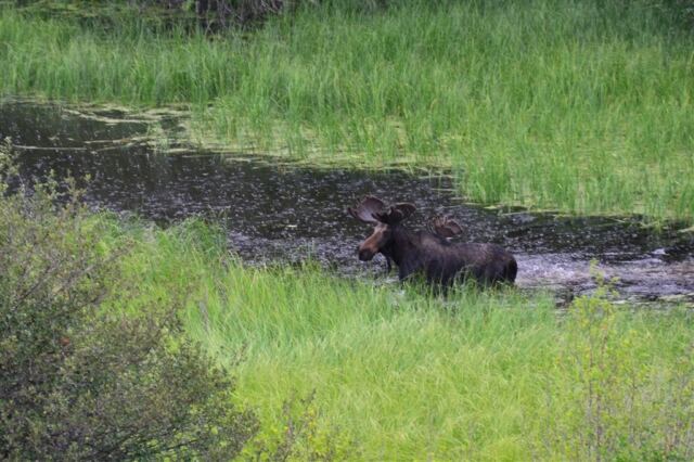 Moose (30)