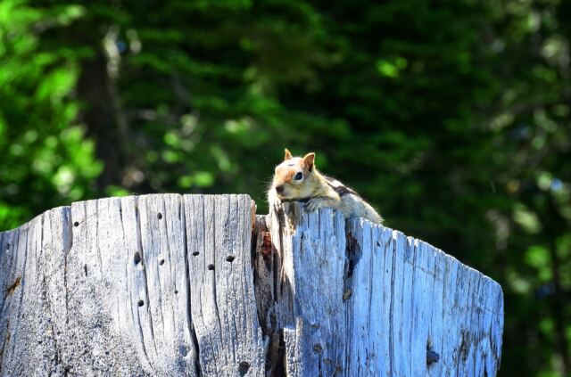 A watchful friend 02