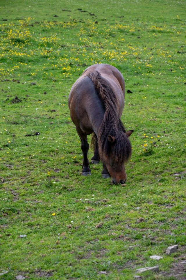 The Shetland Pony Experience 25