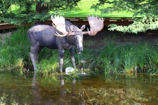 Drooling Moose