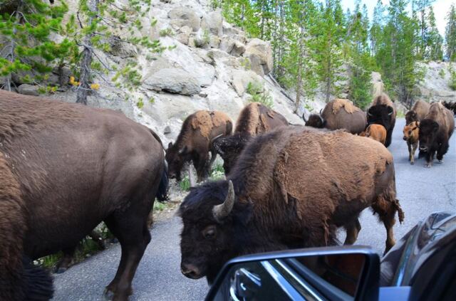 Bison Encounter (4)
