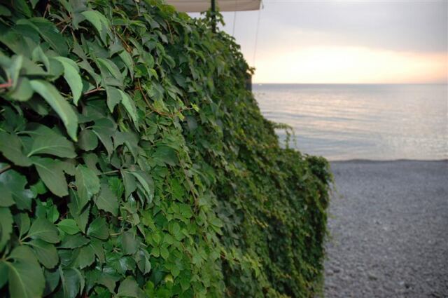 Vine covered wall looks out over the Mediterranean