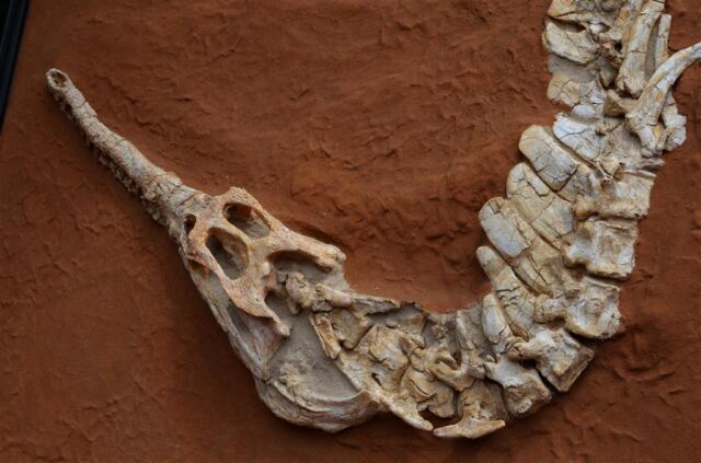 Fossil recreation