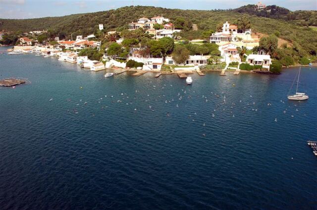 Gulls and houses