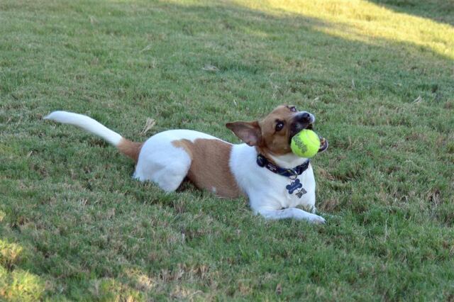 my-ball