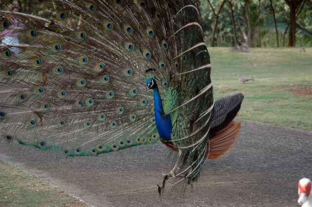 Strutting peacocks (5)