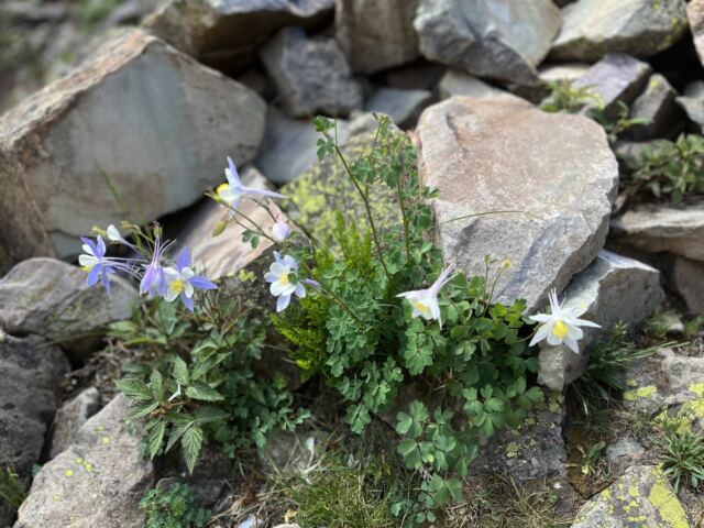Mountain Columbines