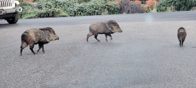 Javalina Crossing (6)