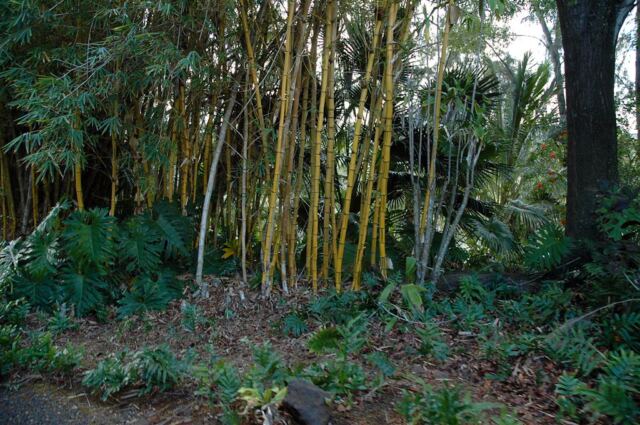 Bamboo