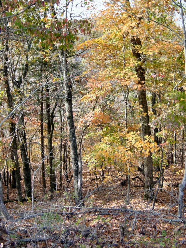 hillside-and-leaves-1-