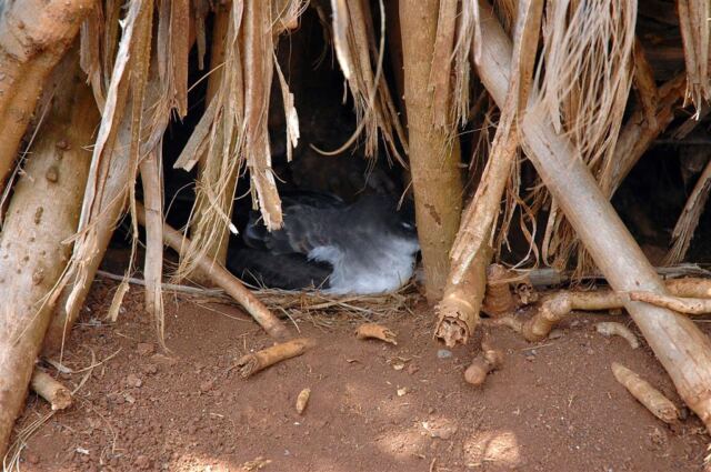 Nesting Nene