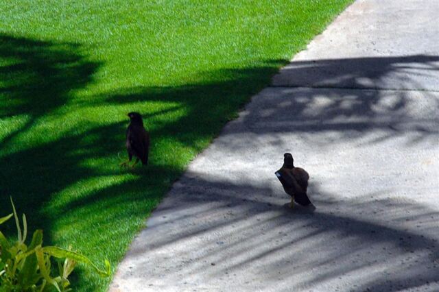 Mynah birds