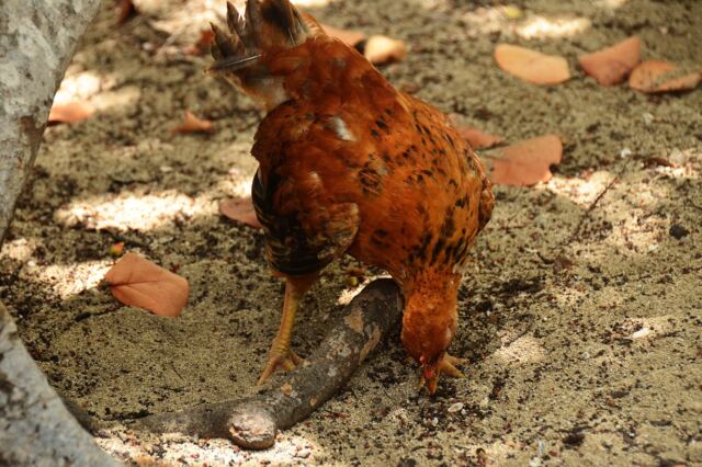 Beach chicken