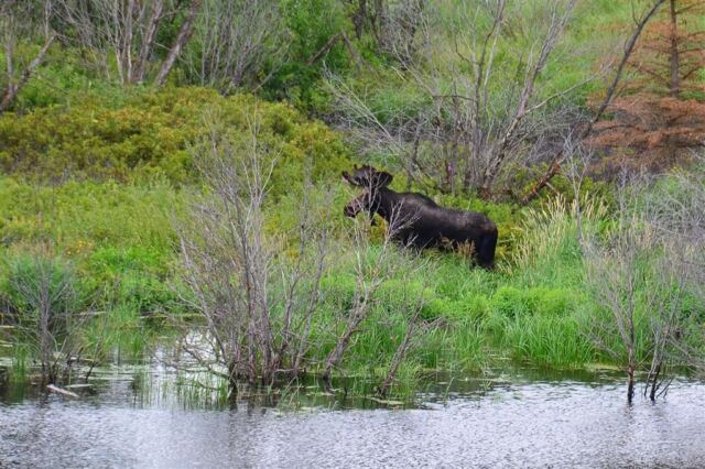 Moose (10)