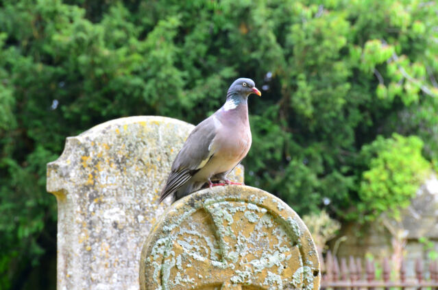 Chipping Campden - St James church - cemetery (01)
