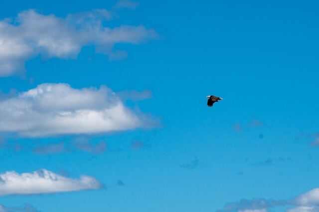 Bald Eagle 02