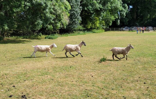 Dover's Hill sheep buddies (11)