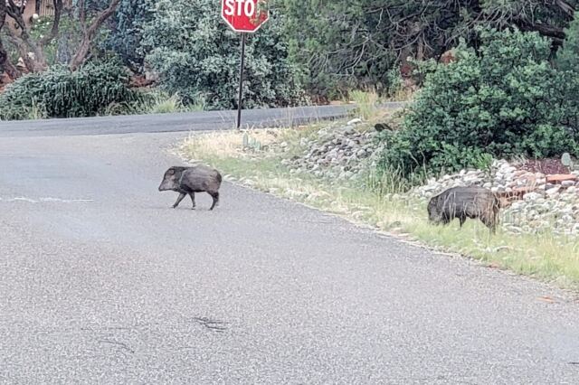Javalina Crossing (2)