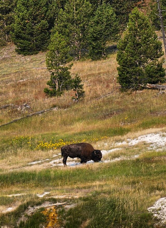 Bison near parking lot (2)