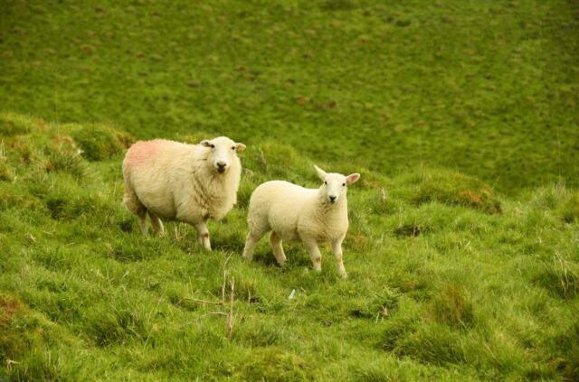 Cotswolds sheep (6)