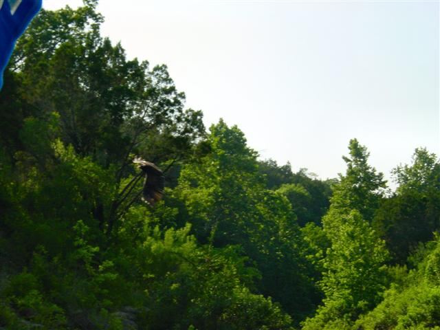 vulture-in-flight-5-